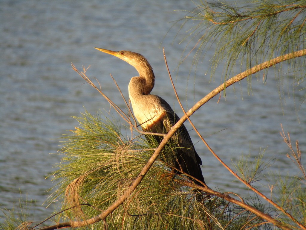 Anhinga - Carlos G Vasquez C