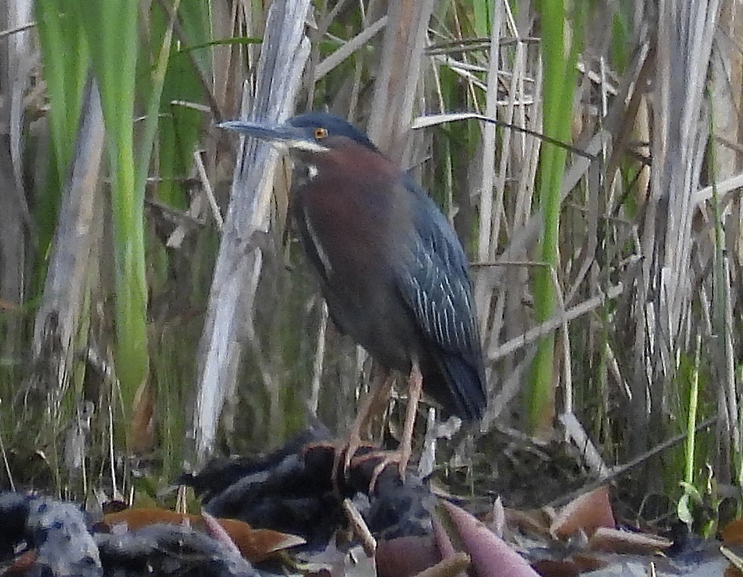 Green Heron - ML619029140