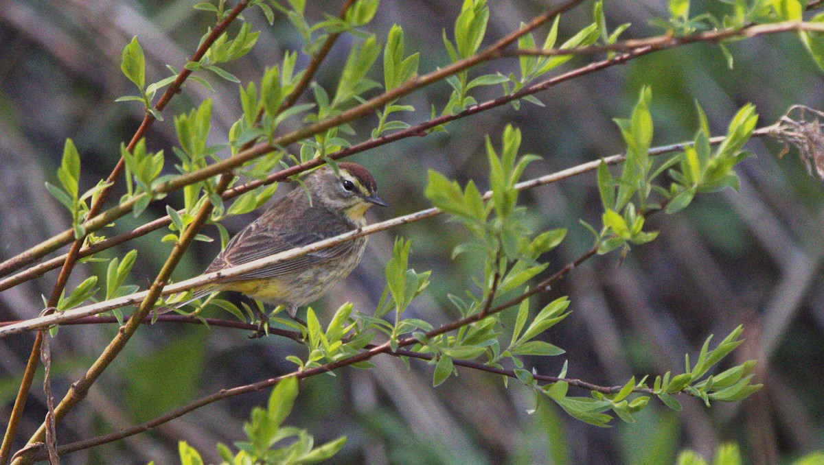 Palm Warbler - Francine Goupil