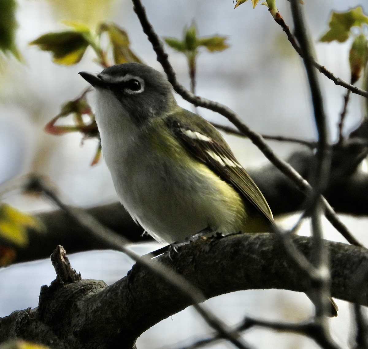 Blue-headed Vireo - ML619029149