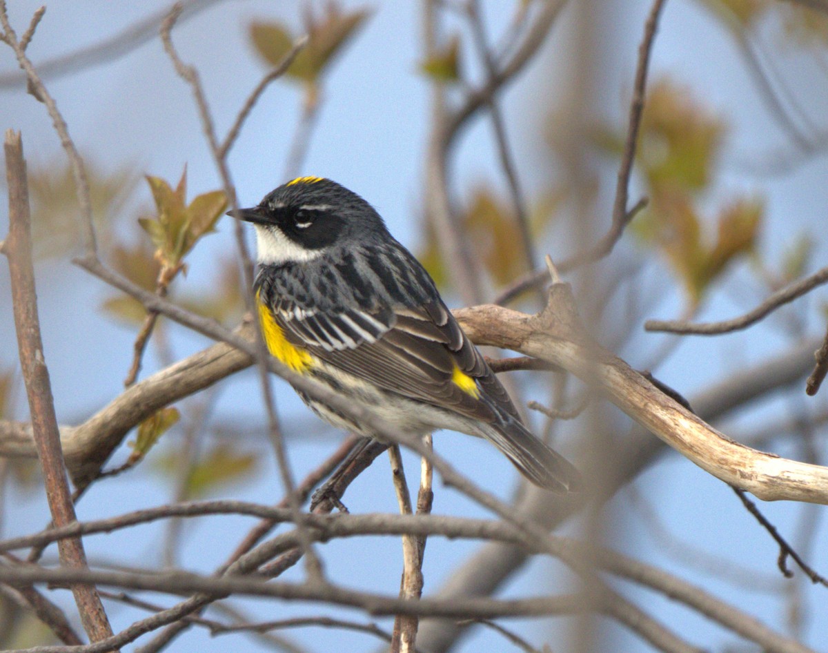 Yellow-rumped Warbler - ML619029150