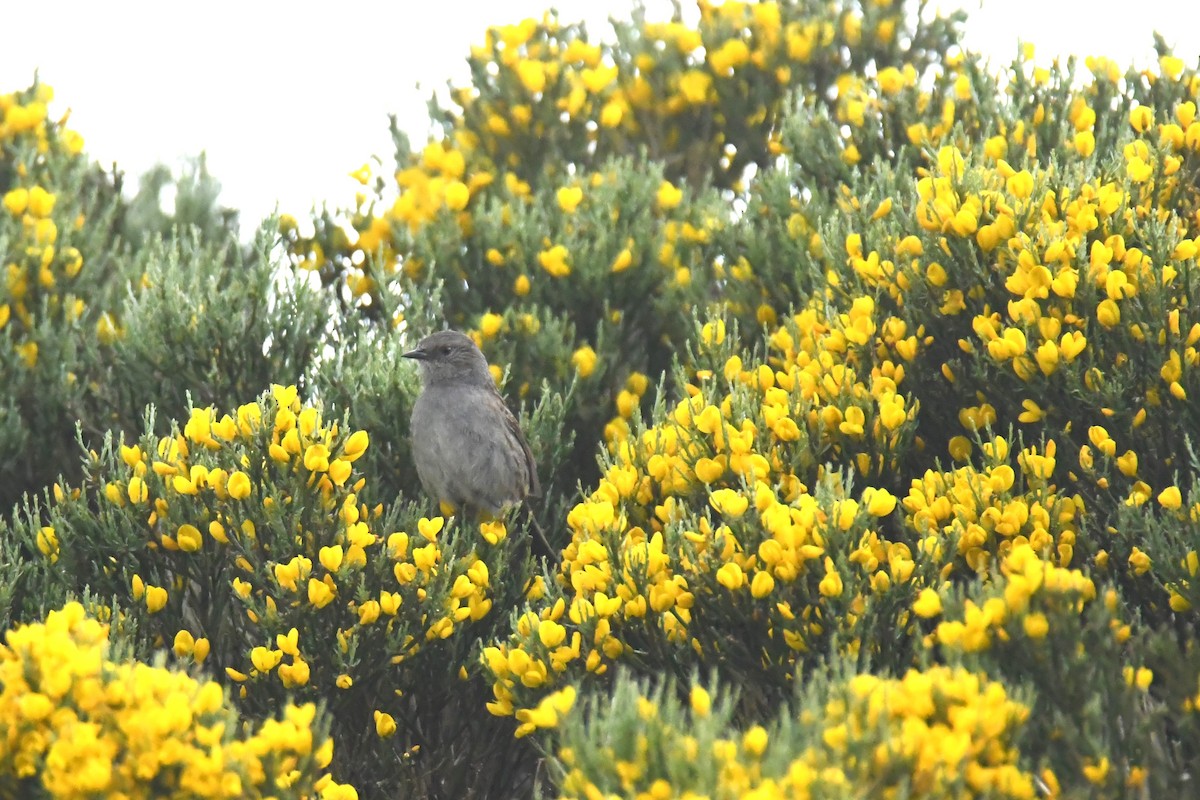 Dunnock - Diego García Díaz