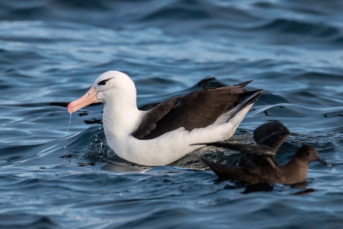 Black-browed Albatross - DANIEL ESTEBAN STANGE FERNANDEZ