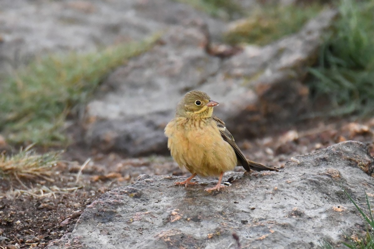 Ortolan Bunting - Diego García Díaz