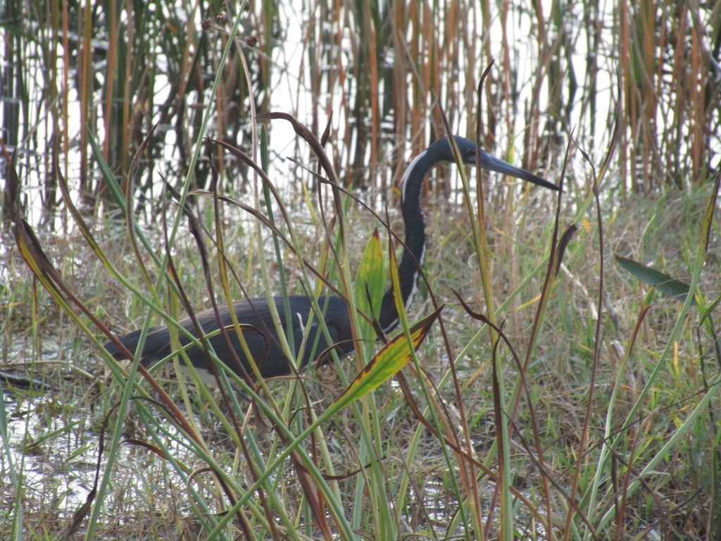 Tricolored Heron - Carlos G Vasquez C