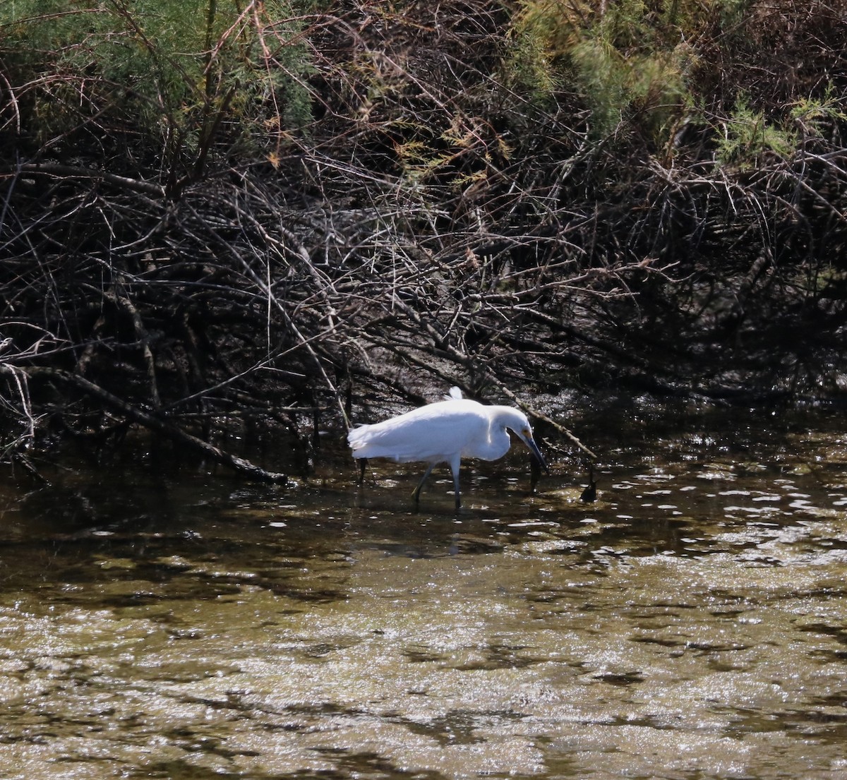 Snowy Egret - ML619029195