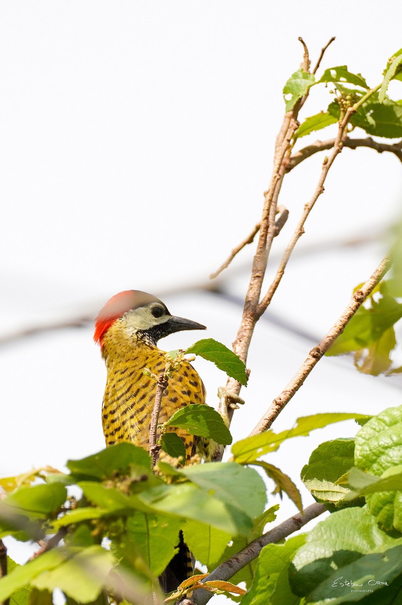 Spot-breasted Woodpecker - Esteban Ortiz