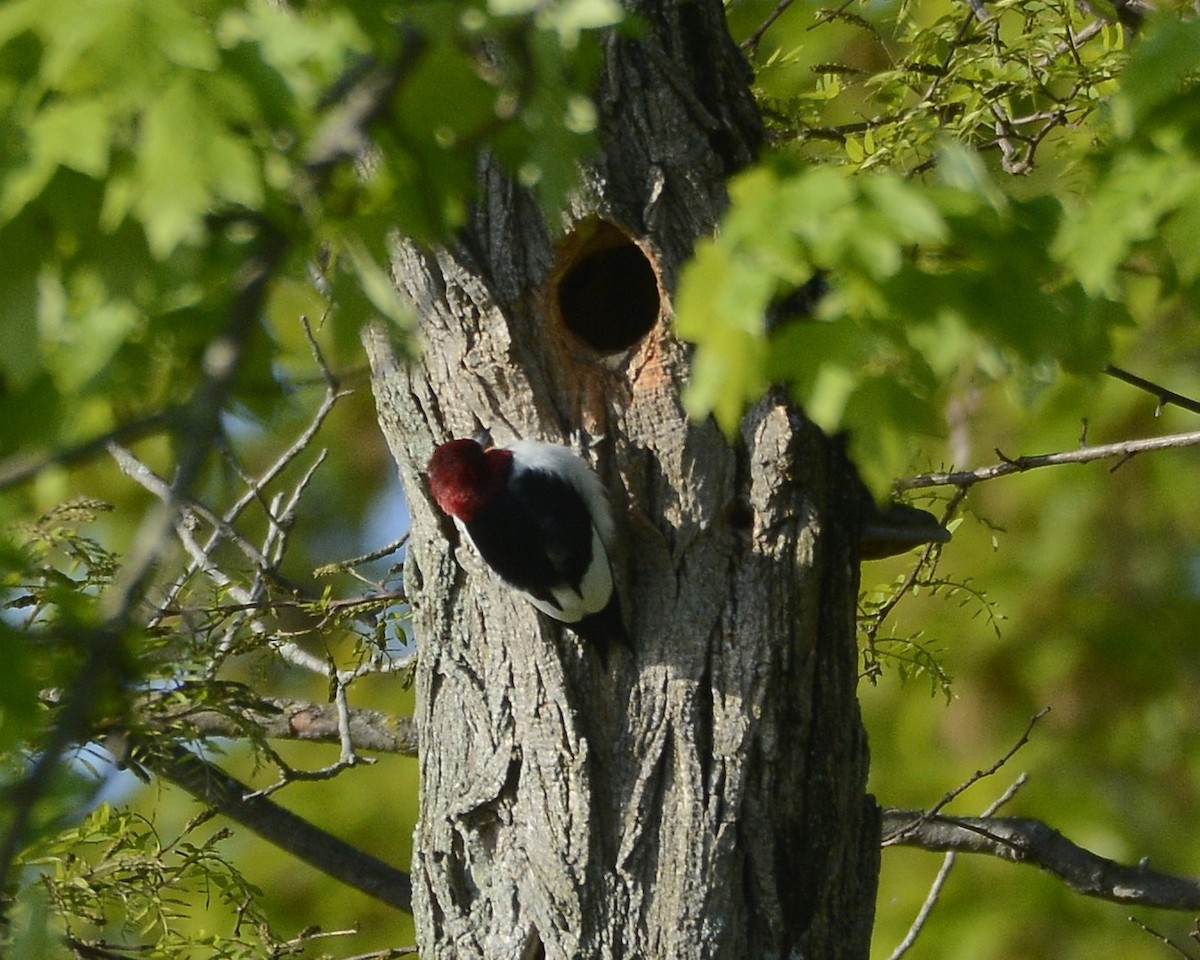Red-headed Woodpecker - ML619029231