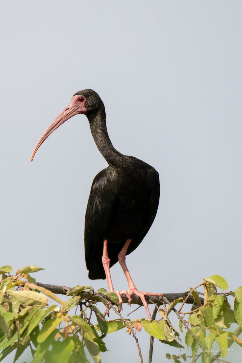 ibis tmavý - ML619029234