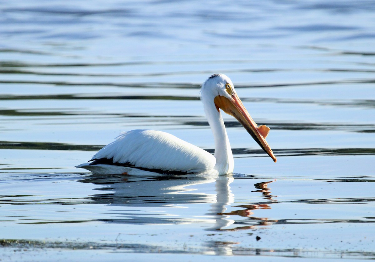 American White Pelican - ML619029242