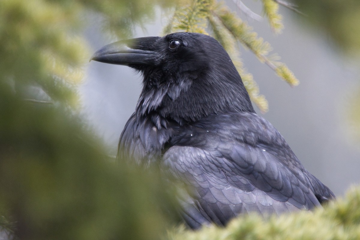 Common Raven - Tomas Mazak