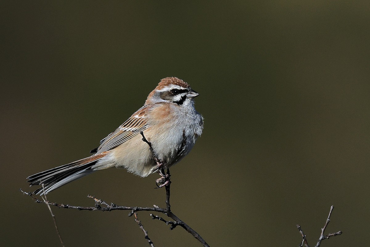 Godlewski's Bunting - 独行虾 Bird.soong