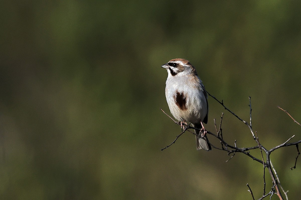 Godlewski's Bunting - 独行虾 Bird.soong