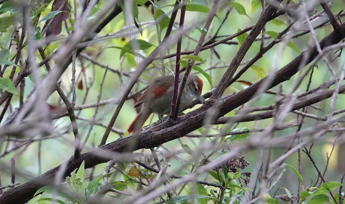 Line-cheeked Spinetail - Daniel Pacheco Osorio