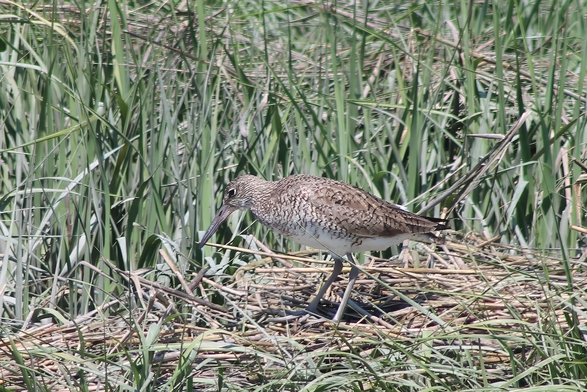 Willet - Michael Mays