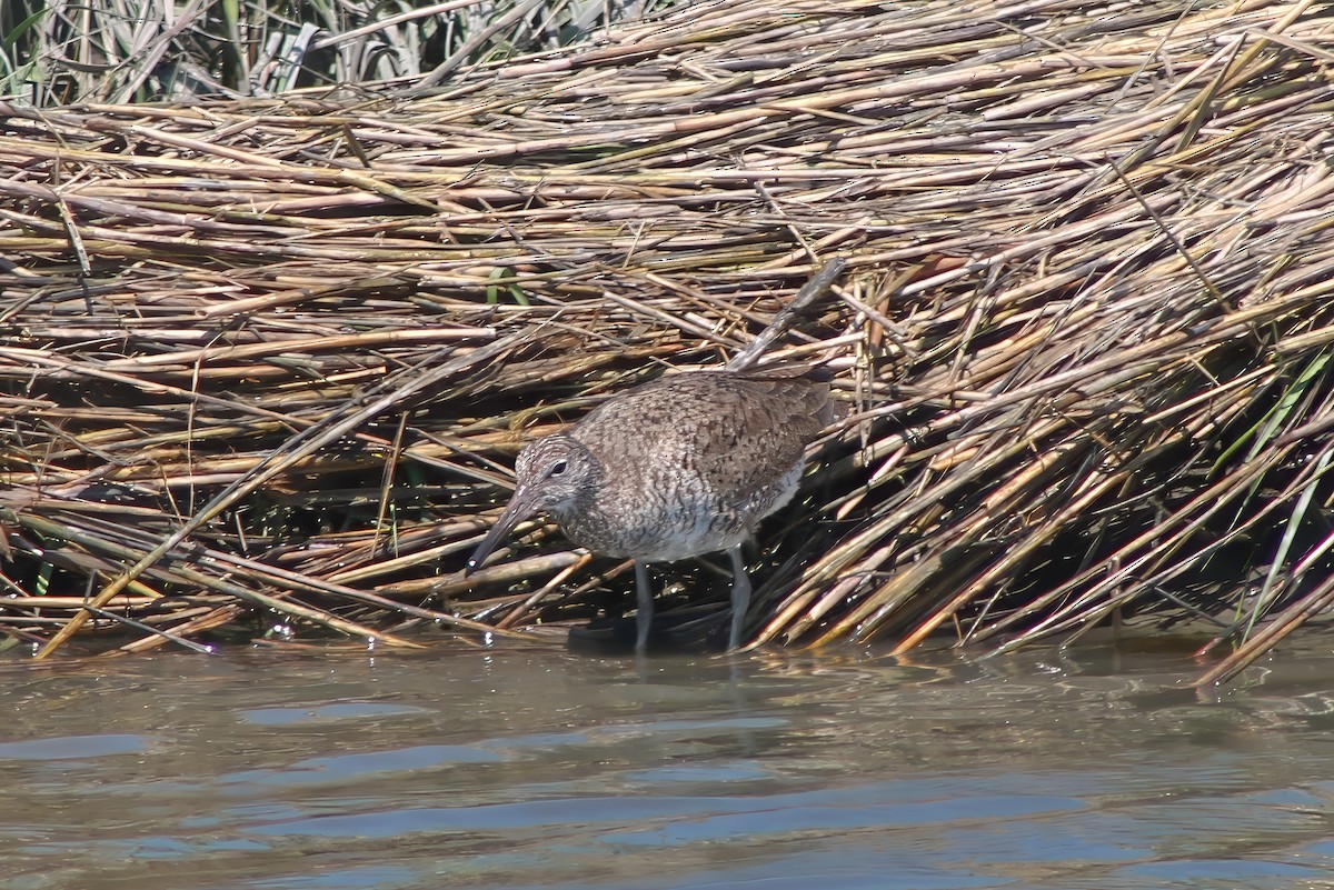 Willet - Michael Mays