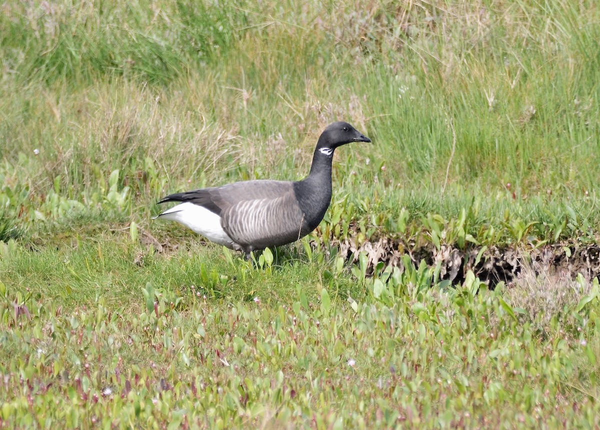 Branta musubeltza (bernicla) - ML619029317