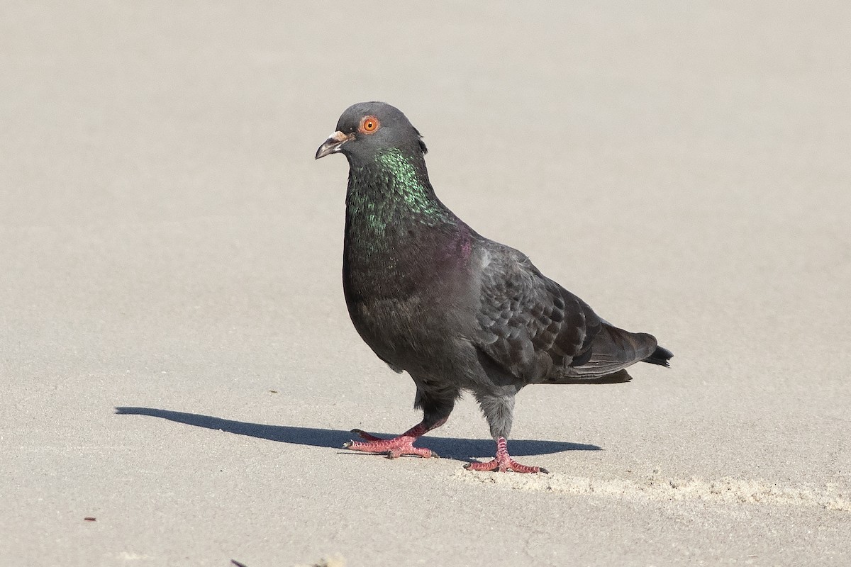 Rock Pigeon (Feral Pigeon) - ML619029336