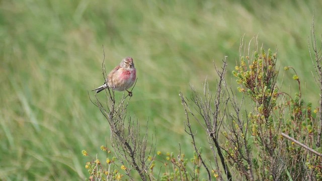 Eurasian Linnet - ML619029353