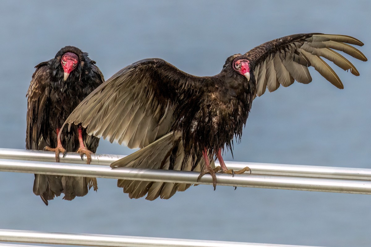 Turkey Vulture - ML619029364