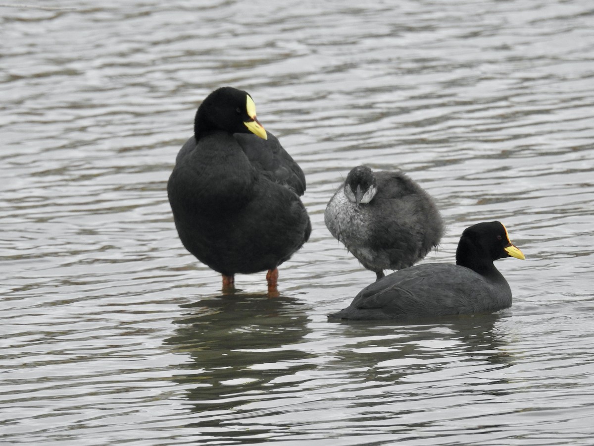 Red-gartered Coot - Anonymous