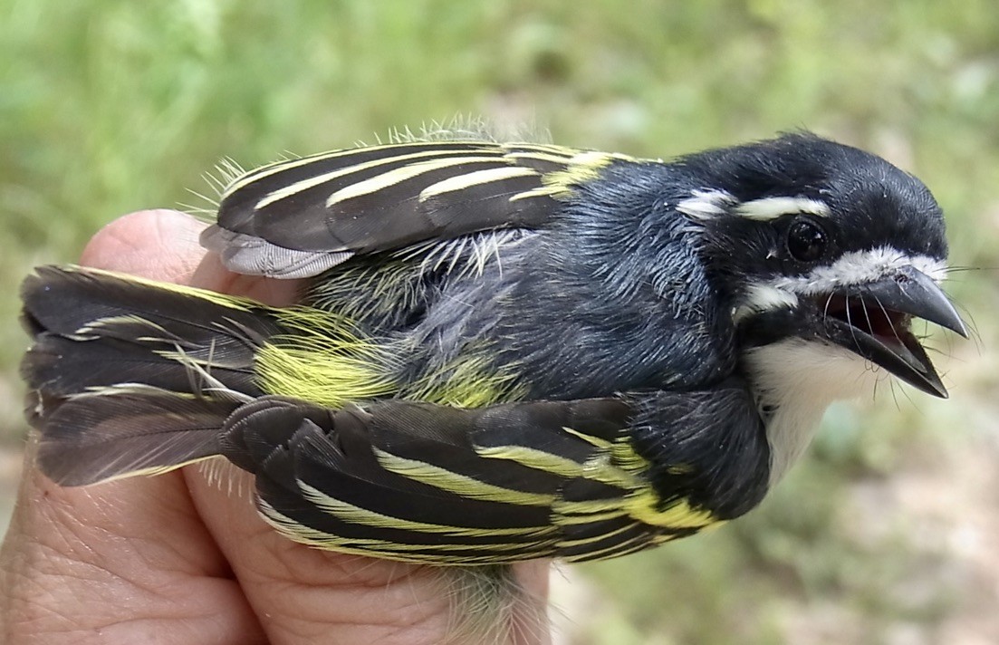 Yellow-rumped Tinkerbird (Yellow-rumped) - Ursula Bryson