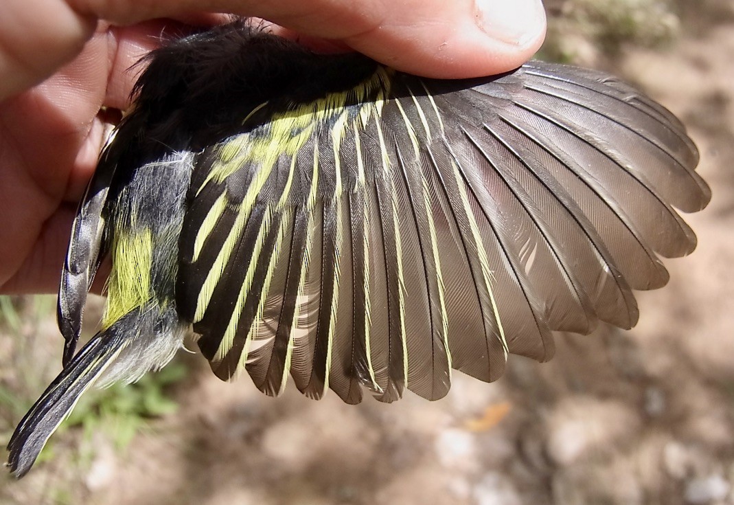 Yellow-rumped Tinkerbird (Yellow-rumped) - Ursula Bryson