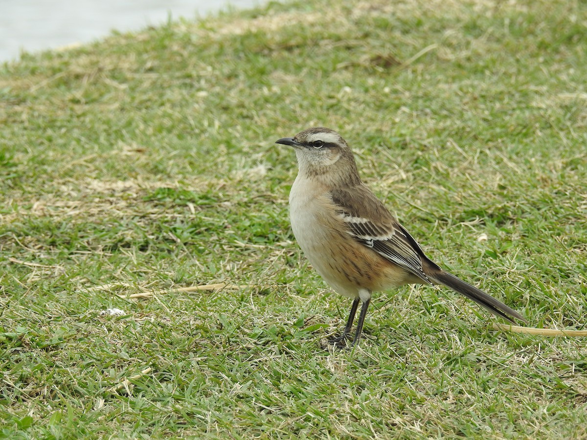 Chalk-browed Mockingbird - ML619029401