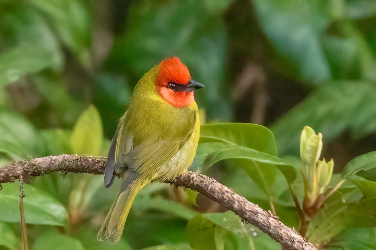 Red-headed Tanager - Fred Hochstaedter