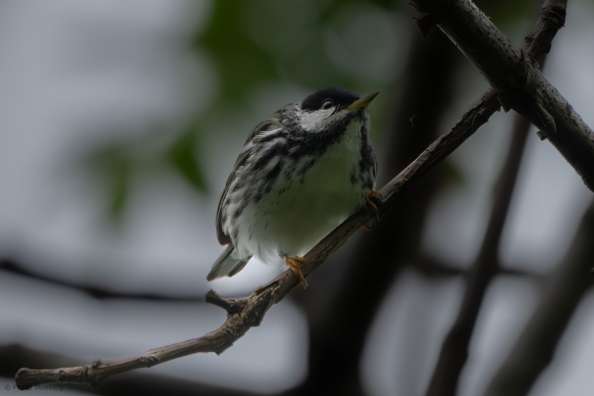 Blackpoll Warbler - Phillip Stosberg