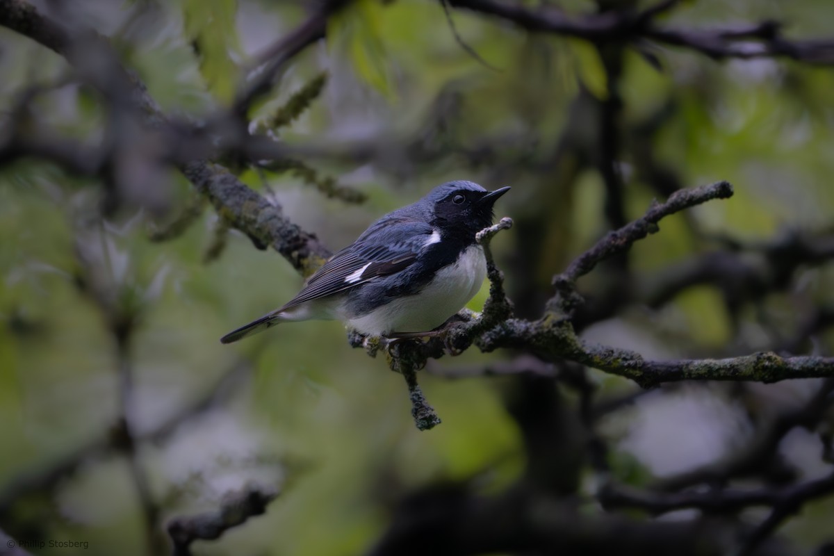 Black-throated Blue Warbler - Phillip Stosberg