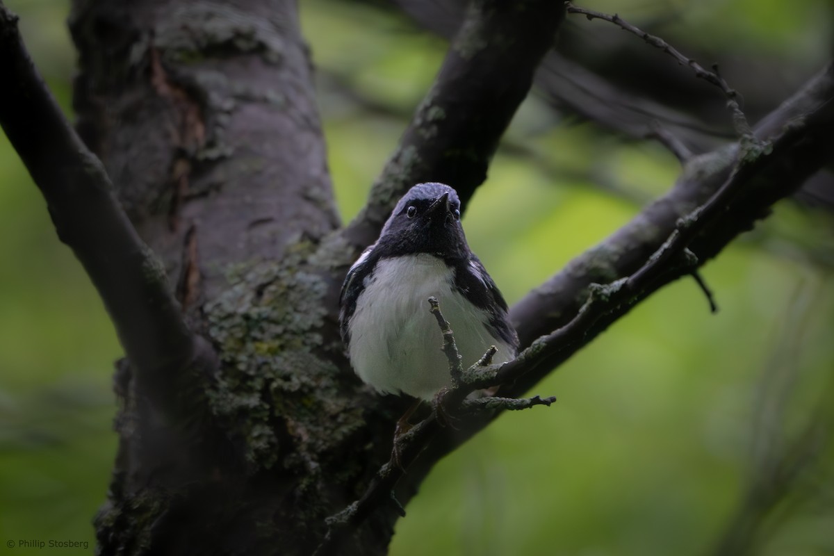 Black-throated Blue Warbler - Phillip Stosberg