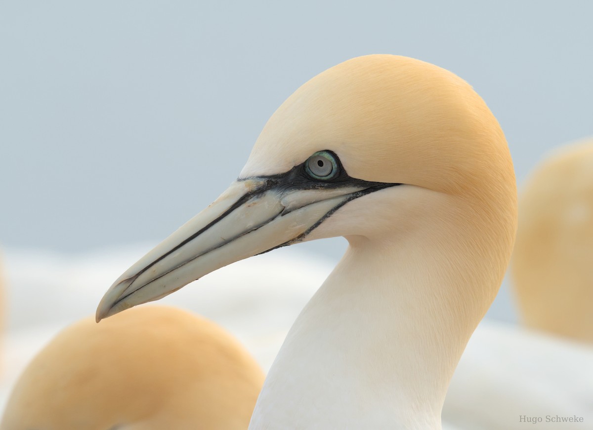 Northern Gannet - ML619029477