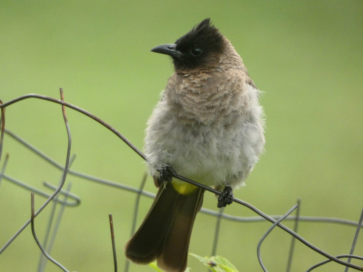 Common Bulbul - Hubert Söhner