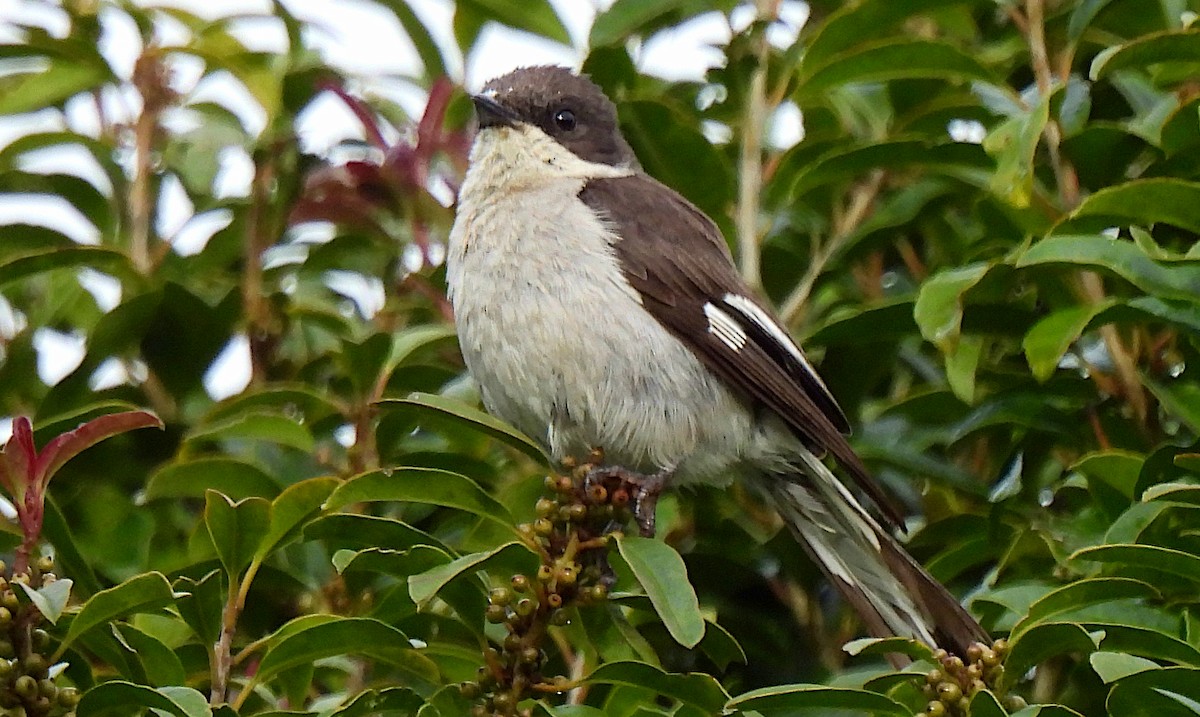 Fiscal Flycatcher - ML619029501