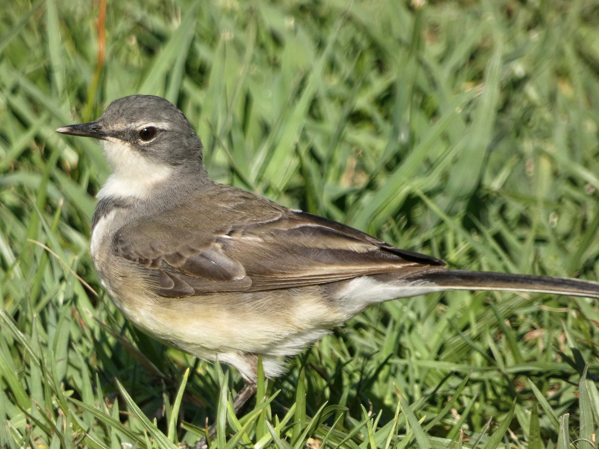 Cape Wagtail - Hubert Söhner