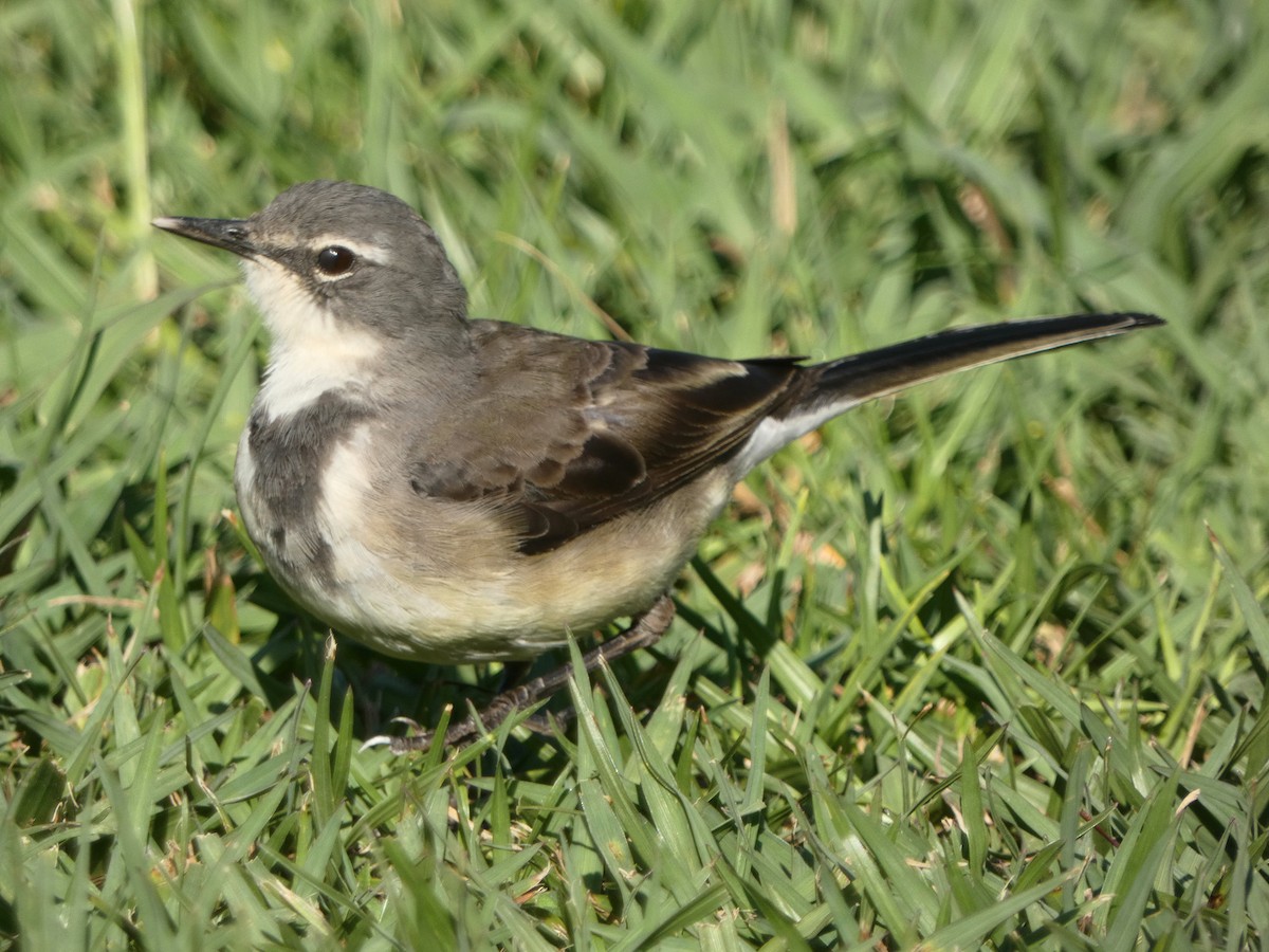 Cape Wagtail - Hubert Söhner