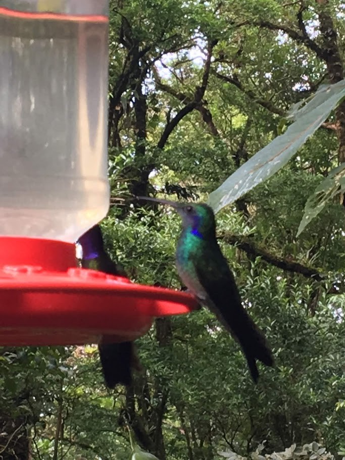 kolibřík modrouchý - ML619029524
