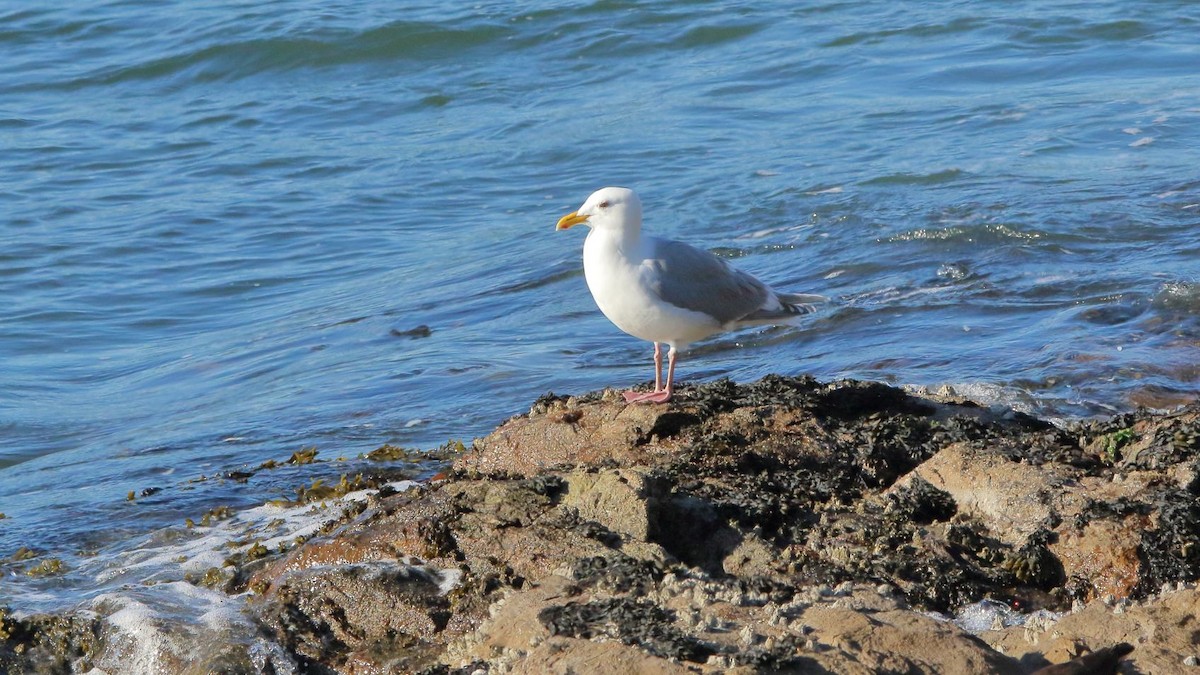 Western/Glaucous-winged Gull - Breck Breckenridge