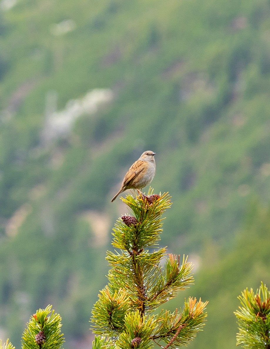 Dunnock - ML619029556