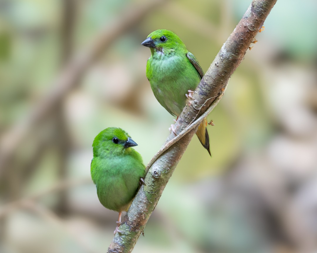 Green-faced Parrotfinch - ML619029557