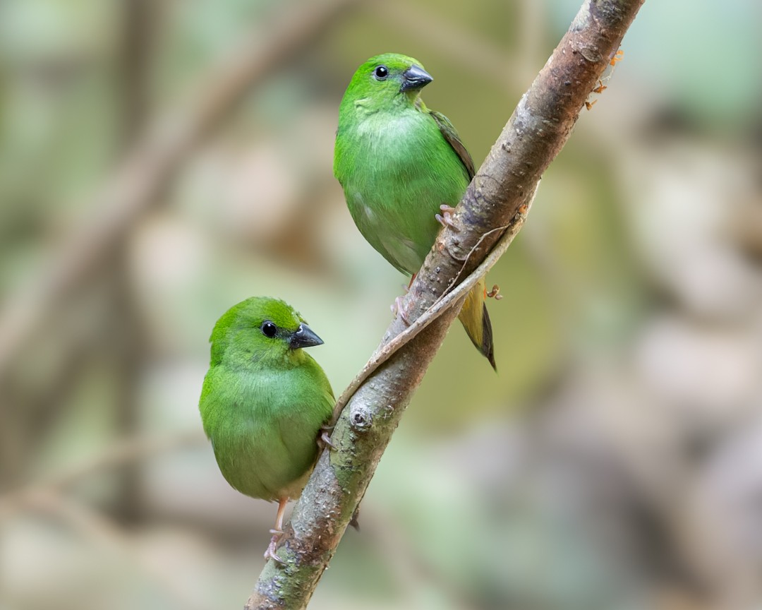 Green-faced Parrotfinch - ML619029559