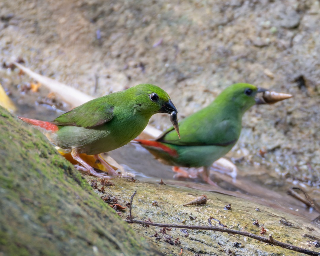 Green-faced Parrotfinch - ML619029561