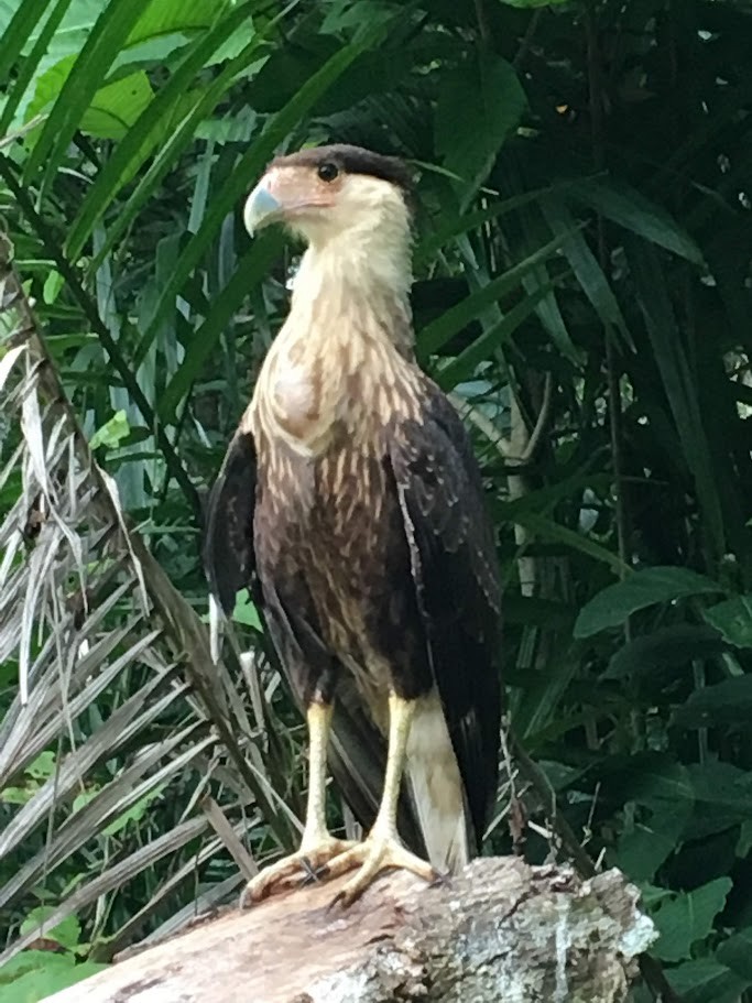Crested Caracara - Anonymous
