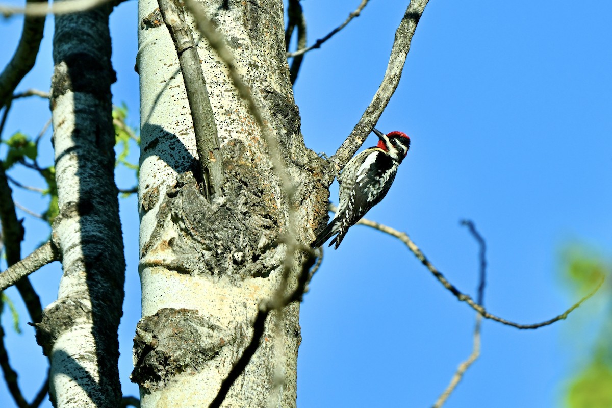 Red-naped Sapsucker - Brian Wesley