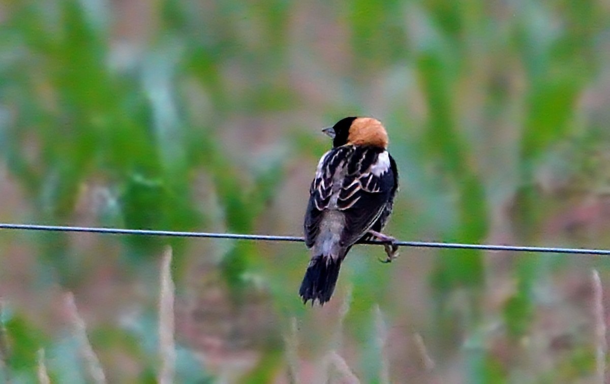 bobolink americký - ML619029576