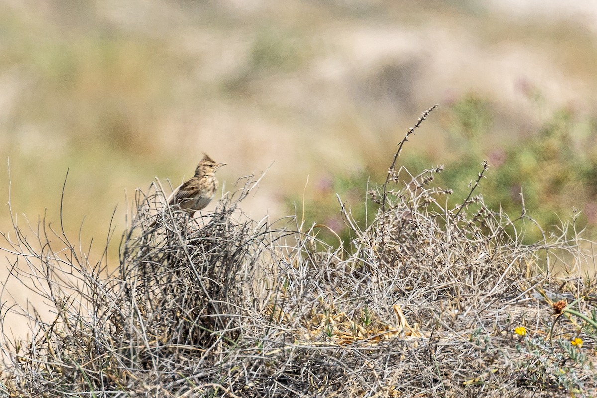 Crested Lark (Crested) - ML619029580