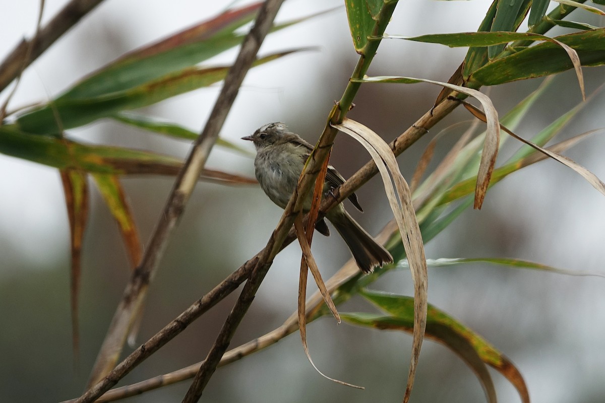 White-crested Elaenia - Daniel Pacheco Osorio