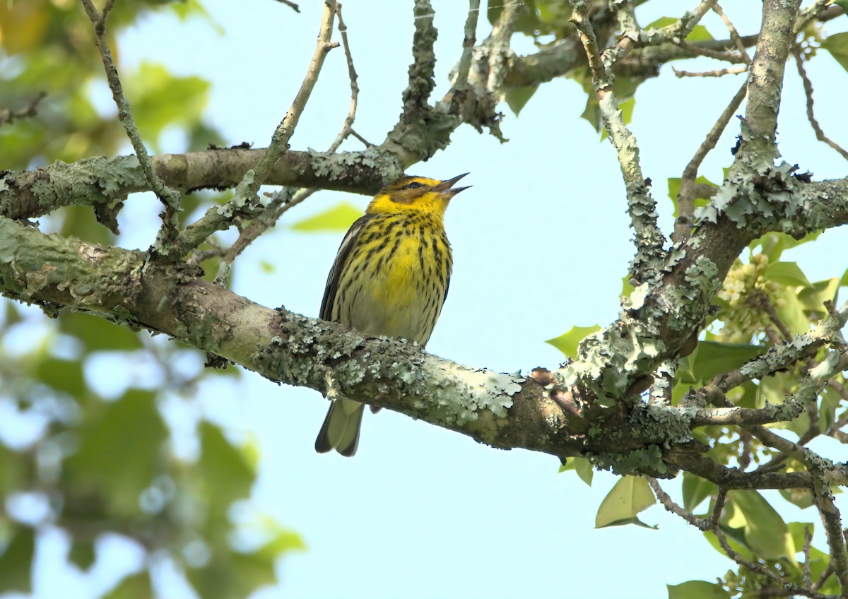 Cape May Warbler - ML619029619