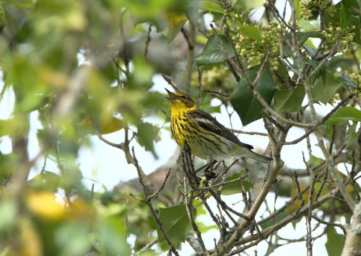 Cape May Warbler - ML619029620